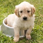 Anjing Ras: Menemukan dan Membeli Anjing yang Tepat