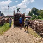 Jual Kayu Dolken Hub. 0878-0567-2256