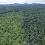 Kawasan Taman Wisata Alam (TWA) Bukit Tambi yang sedang direstorasi (kiri) dan yang telah ditanami kelapa sawit (kanan) di Tanjung Jabung Barat