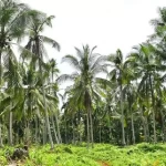 51731261610-kelapa_inhil_copy_800x600