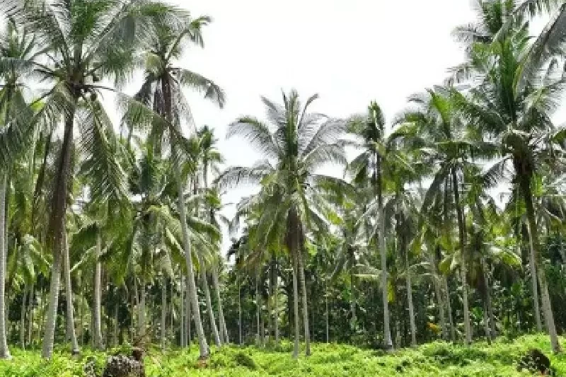 51731261610-kelapa_inhil_copy_800x600
