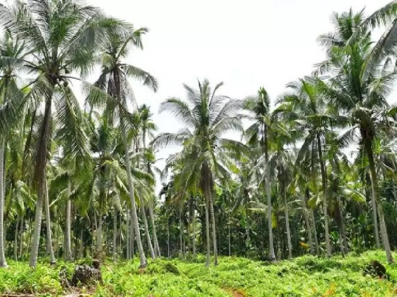 51731261610-kelapa_inhil_copy_800x600