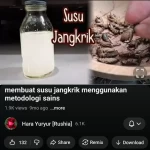 sus jangkrik