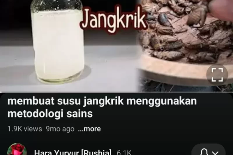 sus jangkrik