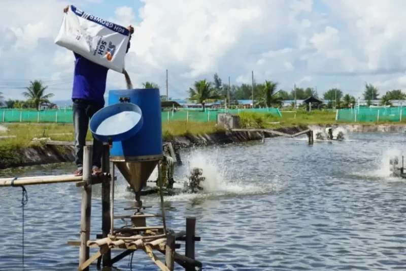pakan udang vaname