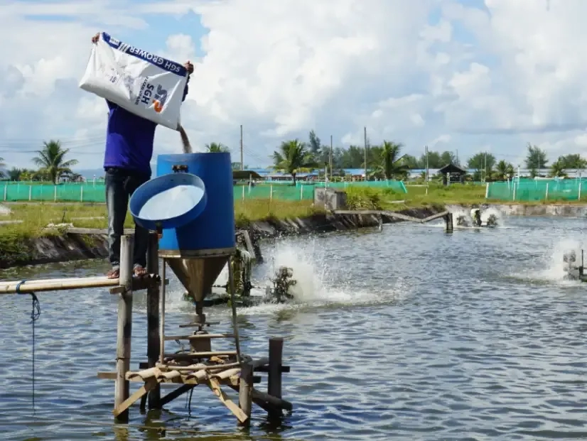 pakan udang vaname